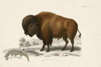 FNH 18 Buffalo Bison